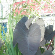 Colocasia esculenta ‘Black Magic’ | ‘Black Magic’ elephant ear (taro) | Marginal Plant